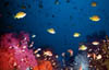scape12