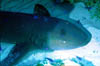 shark01