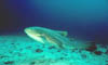 shark02