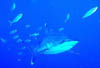 shark04