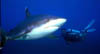 shark05