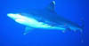 shark06