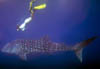 shark08