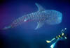 shark09