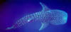 shark10