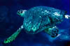 turtle01