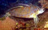 turtle02