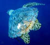 turtle03