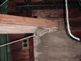 TM