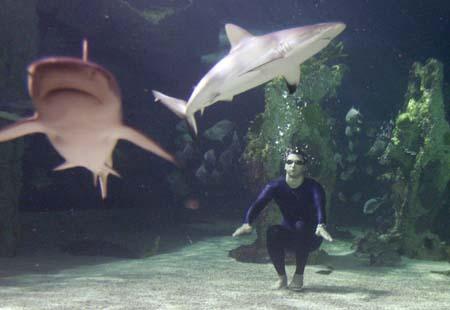 Ian swimming with sharks at the Sydney Aquarium