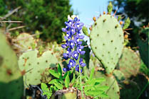 bluecactus.jpg
