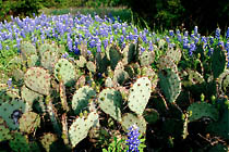 cactusblue.jpg