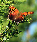 swallowtail.jpg