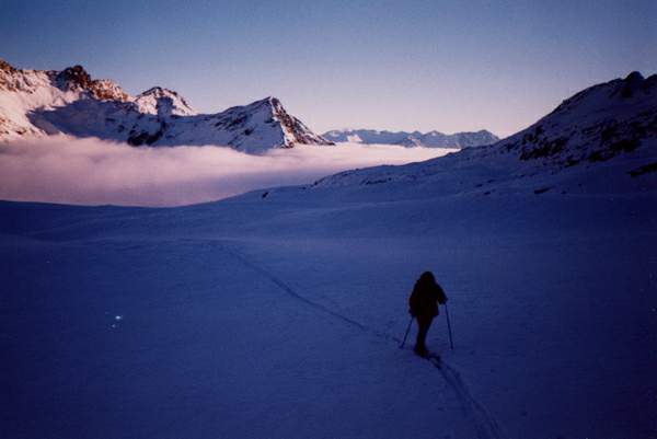 Gavia