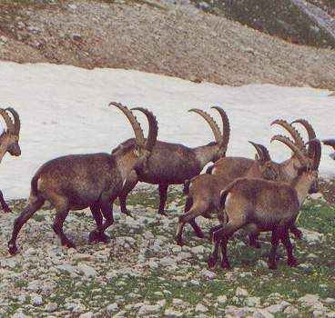 Stambecchi