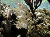 [fish1]