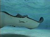 [ray]