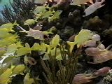 [Fishes]