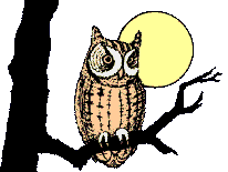Owlboi sez Hoot!