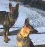 dogs