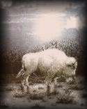 il bufalo bianco