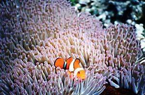 Little red fish by the reef.
