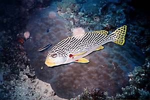 Another great shot of a fish.