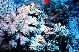 Multicolored Coral
