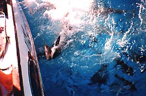 Shark Feeding