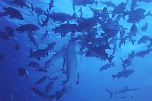 Shark Feeding From "Down Under"
