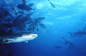 Oh MY! Mr. Shark, what big teeth you have!
