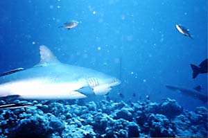 Sharks are everywhere