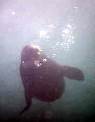 A curious and playful sea lion