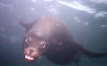 Sea lion looking for a mate.