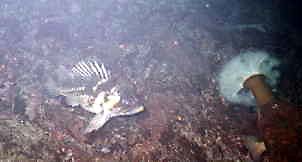 Local fish with anemone.