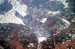 Camouflaged fish.