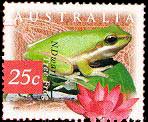 dwarf tree frog