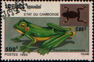 rhacophorus nigropalmatus