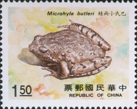 microhyla butleri