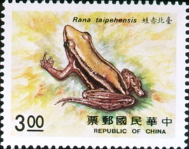 rana taipehensis