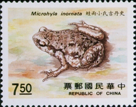 microhyla inornata
