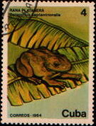 rana platanera