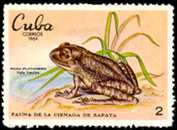 hyla insulsa