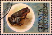 marine toad