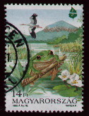 flying stork and frog