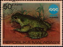 rana subaspera