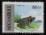rana angolensis