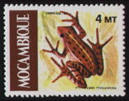 ptychadena prosissima