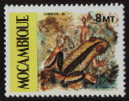 afrixalus formasinii