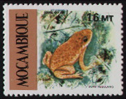bufo regularis